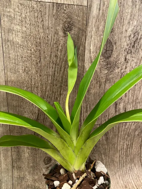Phragmipedium Kamakilo Tyler