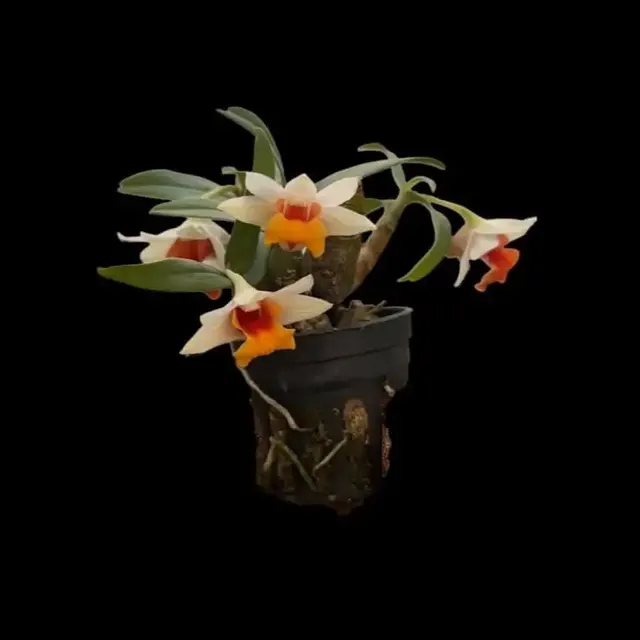Dendrobium bellatulum (Dendrobium)