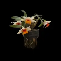 Dendrobium bellatulum