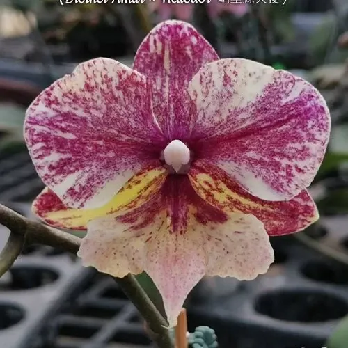 Phalaenopsis SKB Black Lace × (Brother Amar × Heliodor) (Phalaenopsis)