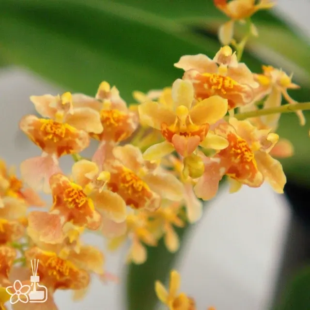 Oncidium Misaki Twinkle 'Only You'
