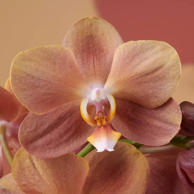 Phalaenopsis Monaco D9