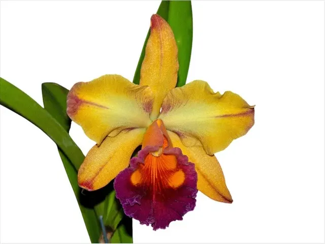 Rhyncholaeliocattleya Tainan Gold 'Orchis' (Rhyncholaeliocattleya)