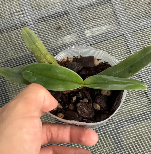 Paphiopedilum hangianum