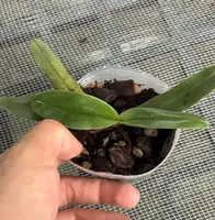 Paphiopedilum hangianum red