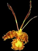 Psychopsis Mariposa (papilio × Kalihi) (3.5” pot)