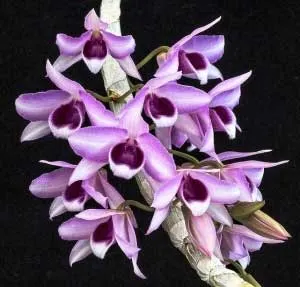 Dendrobium anosmum 'Little Sweet Scent' (Dendrobium)