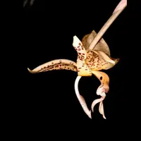 Stanhopea oculata
