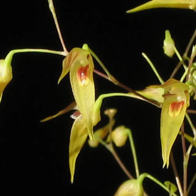 Pleurothallis picta (Pleurothallis)