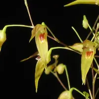 Very Rare Species Orchid pleurothallis picta Orchid Species Rare Live PLant miniature Terrarium Plant