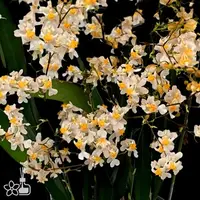[Bare-root][New] #OA# #Twinkle# Onc. Tsiku Marguerite 'Romantic Fantasy' 夢香蘭羅曼香/藕粉 [2.5" BS][Sept in stock 26]