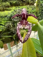 Bulbophyllum for sale