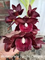 Monn. Jumbo Delight (YCY9) ( - - Catasetinae subtribe ) Monn.=Monnierara (Catasetum x Cycnoches x Mormodes)