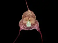 Dracula alcithoe