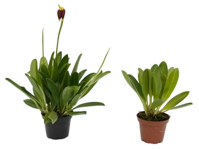 Masdevallia melanoxantha (Masdevallia)