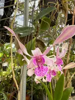 Den. Lori Mortimer — Not Currently In Bloom or Spike