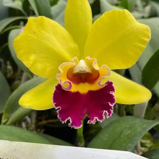 Rhyncholaeliocattleya Hsinying Greenworth 'NN' (Rhyncholaeliocattleya)