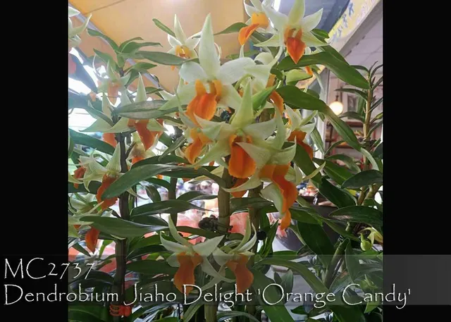 Dendrobium Jiaho Delight 'Orange Candy , Note : New Release' (Dendrobium)