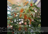 Dendrobium Jiaho Delight 'Orange Candy , Note : New Release ' (Hsinying Frostymaree ' Orange' SM/TOGA)