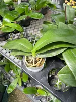 Phalaenopsis Meiderland Kaiulani ‘Yellow Lion’