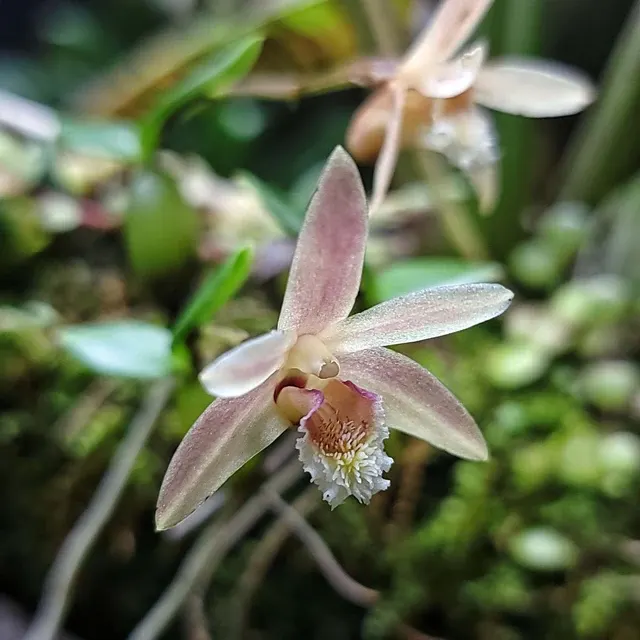 Eria rhomboidalis (Eria)