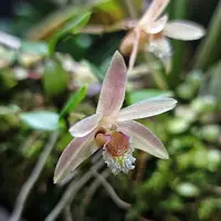 Eria rhomboidalis