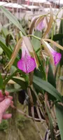 Cattleya Brassavola C leopoldi x B nodosa, Tigrinodosa in 4 inch pot