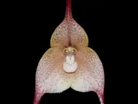 Dracula houtteana