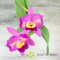 Cattleya Marie-Pier-Andree 'Crystal Star 119M' — 2" Pot / Without Spike
