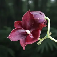 Catanoches Taiwan Red Diamond