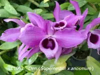 Den. Paul Mito (Supernestor 'LC Splash' x anosmum 'A Touch of Class') (LC1052) (Hybrid)