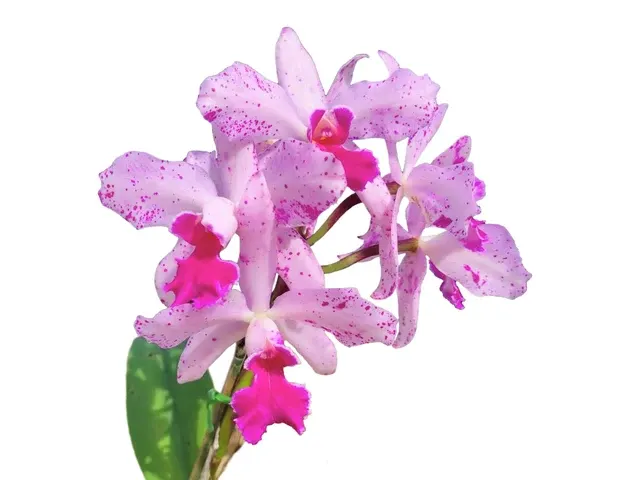 Cattleya Virgen de Guadalupe (Cattleya)
