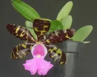 C. aclandiae — BS / Nonblooming