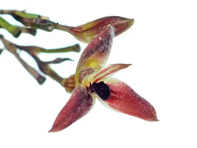 Anathallis funerea (Anathallis)