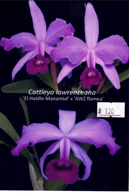 Cattleya lawrenceana x ex 'El Hatillo-Manantial'