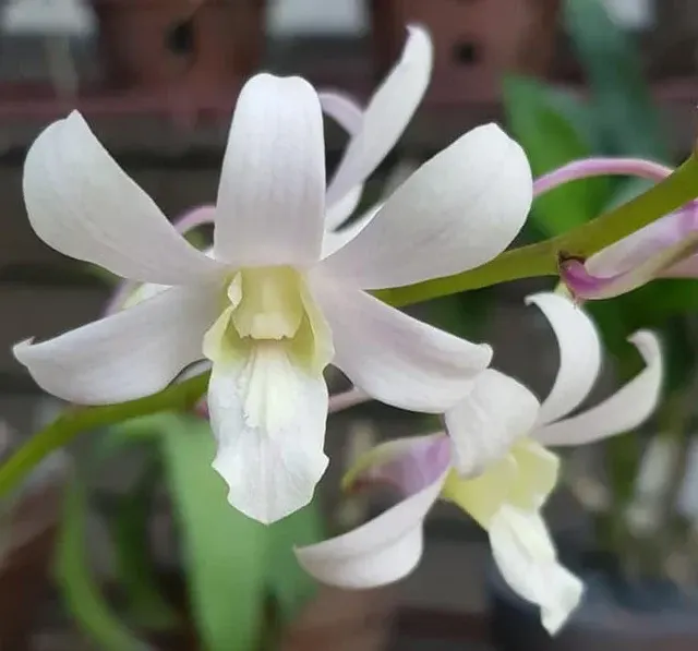 Dendrobium Jaquelyn Thomas