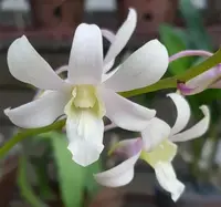 Dendrobium Jaquelyn Thomas ‘Uniwai Mist’ Orchid – White Dendrobium Plant