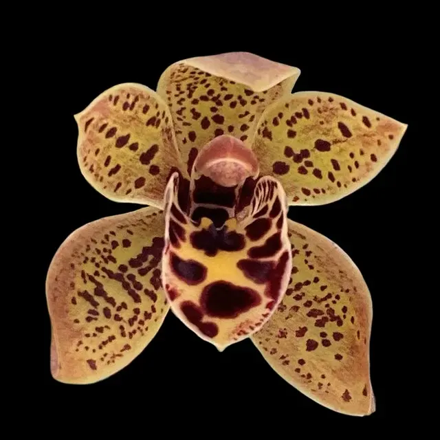 Cymbidium Piccaninny 'Princess' × devonianum