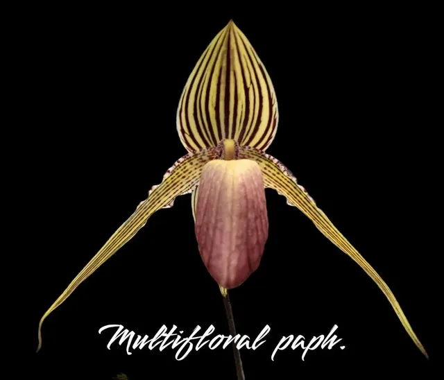 Paphiopedilum Shin-Yi Williams