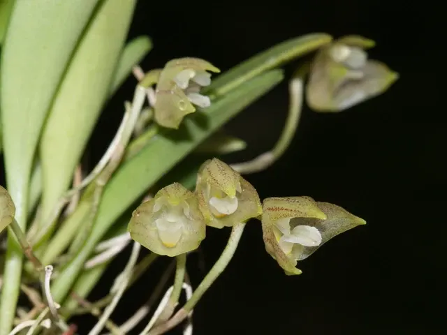 Masdevallia sanctae-rosae (Masdevallia)