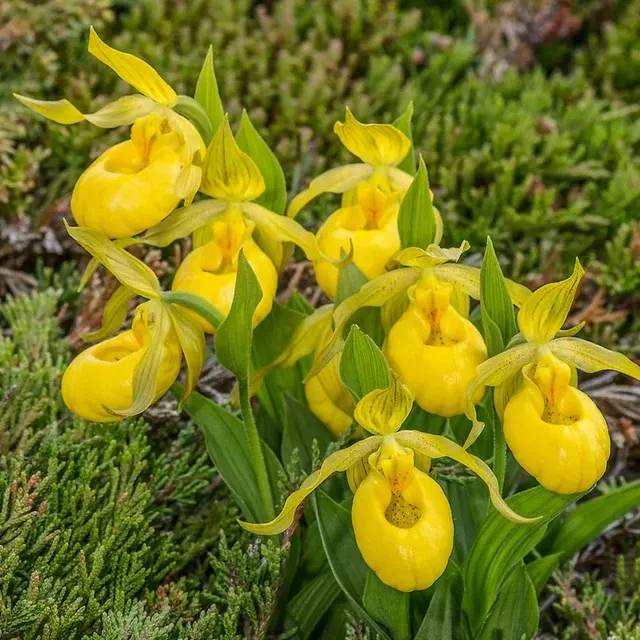 Cypripedium yellow
