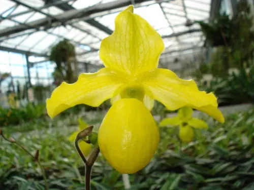 Paphiopedilum Golddollar