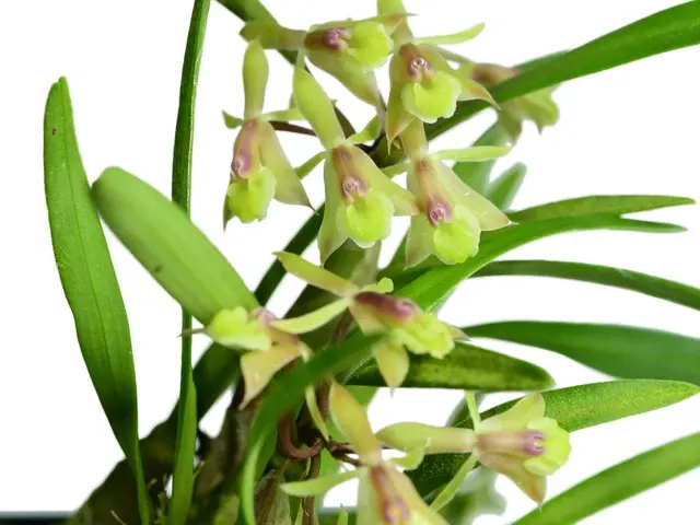 Epidendrum oellgaardii (Epidendrum)