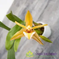 Coelogyne Lawrenceana