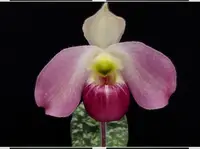 Paphiopedilum vietnamense