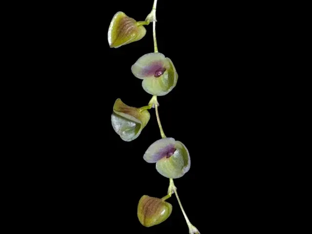 Stelis sanchezii (Stelis)
