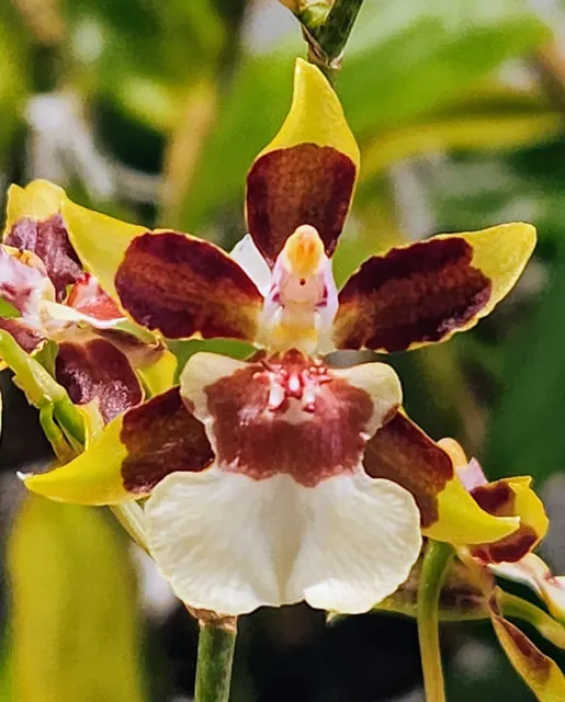 Oncidium Guann Shin Flower Elf 'Flower Elf' (Oncidium)