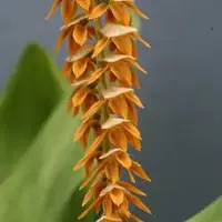 Dendrochilum magnum — Cal-Orchid Inc.