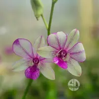 Dendrobium Orchid Pop's Eye - Seedling
