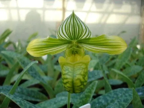 Paphiopedilum venustum 'album' x selbst